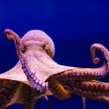 Which octopus do we eat?