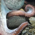 Are octopus sentient?