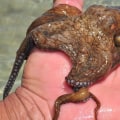 Can an octopus eat you?