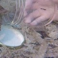 Are Octopuses Friendly Towards Humans? An Expert's Perspective