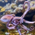 How octopus eat?