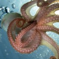 What happens if an octopus bites you?