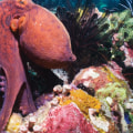 Which octopus can camouflage?