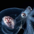 What octopus lives the longest?