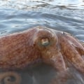 Can an octopus stay on land?