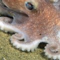 Where octopus are found?