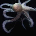 Will octopus evolve?