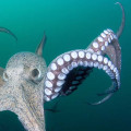 Why do octopuses have 8 legs 3 hearts and 9 brains?