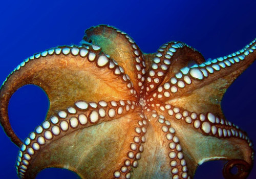 How octopus move?
