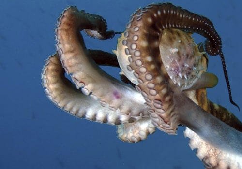 Does octopus bleed blue?