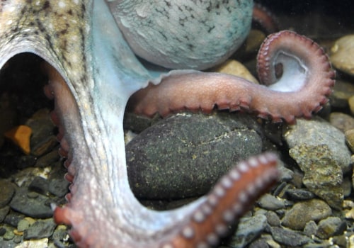 Are octopus sentient?