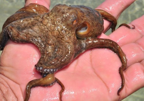 Can an octopus eat you?