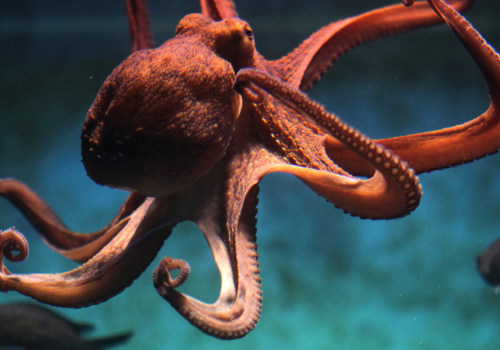 Are octopus dangerous?
