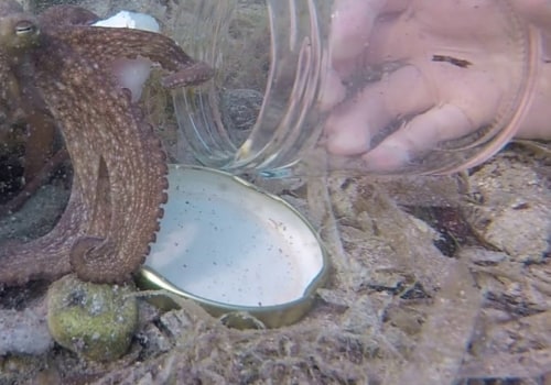 Are Octopuses Friendly Towards Humans? An Expert's Perspective