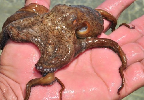 What octopus do we eat?