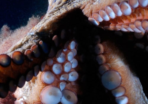 What to do if an octopus grabs you?