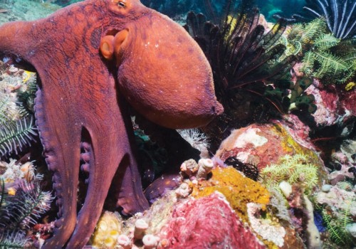 Which octopus can camouflage?