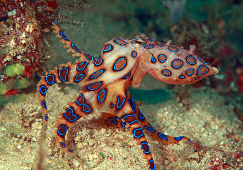 Can you get killed by an octopus?
