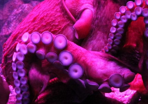 Where octopus come from?
