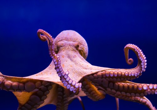 What octopus eat?