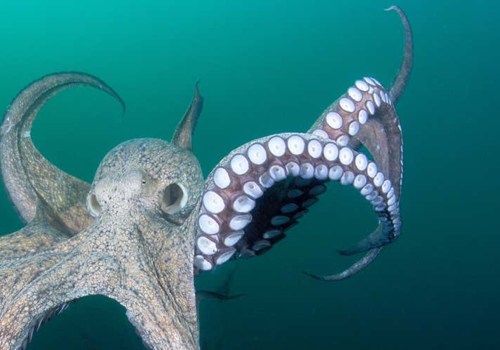 Why does an octopus have 9 brains?