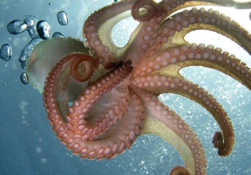 How strong is an octopus bite?