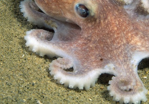 Where octopus are found?