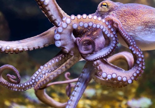Which octopus is dangerous?