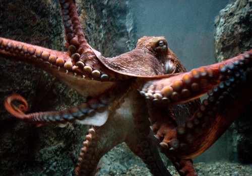 Which octopus lives the longest?